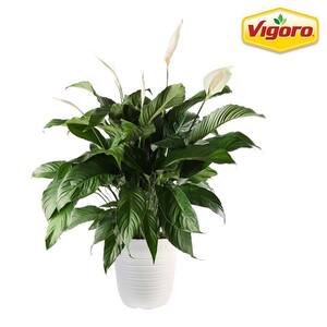 13 in. Spathiphyllum Peace Lily Plant in White Plastic Deco Pot