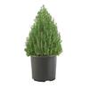 Unbranded 1 Gal. Rosemary Evergreen Plant with Pale Blue to White Flowers 16850