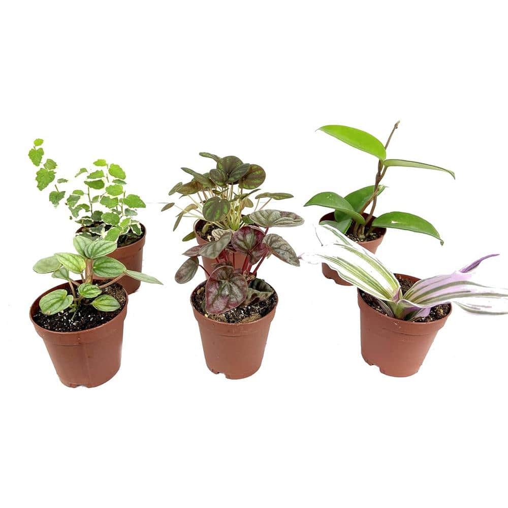 Indoor Fairy Garden Terrarium Houseplant Collection-6 Live Plants in 2 in. Pots-Grower's Choice Based Beauty price history on PriceWatchPro