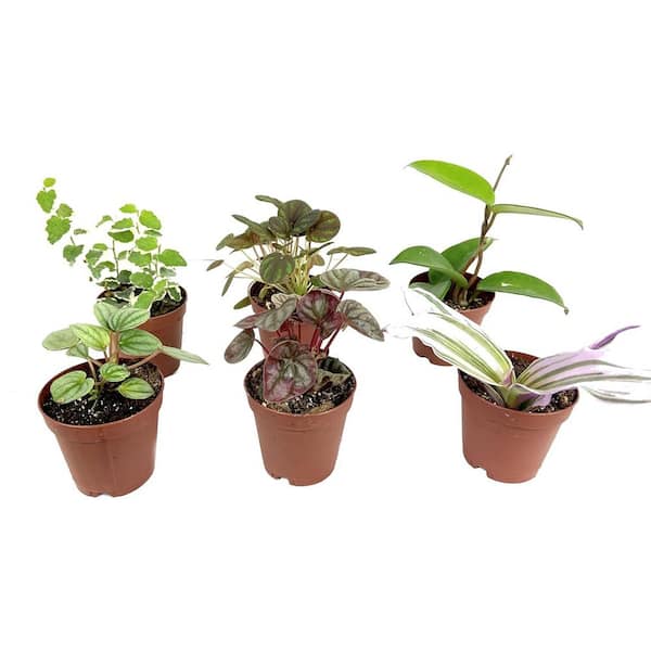 Wekiva Foliage Indoor Fairy Garden Terrarium Houseplant Collection-6 Live Plants in 2 in. Pots-Grower's Choice Based Beauty