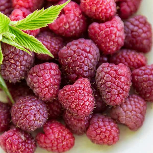 Gurney's Crimson Night Raspberry Bush Deciduous Dormant Bare Root Starter Plant (1-Pack)