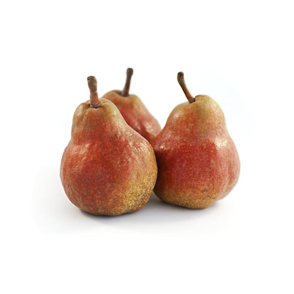 Online Orchards Red Bartlett Pear Tree (Bare-Root, 3 ft. to 4 ft. Tall, 2-Years Old)