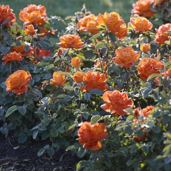 national PLANT NETWORK Bare Root Rose Maria Stern Hybrid Tea with