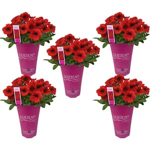 1.5 pt. Red Easy Wave Petunia Annual Plant with Red Flowers (5-Pack)