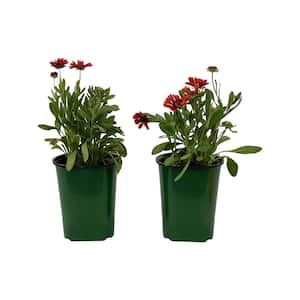 2.5 Qt Gaillardia Spin Top Red in Grower's Pot (2-Packs)