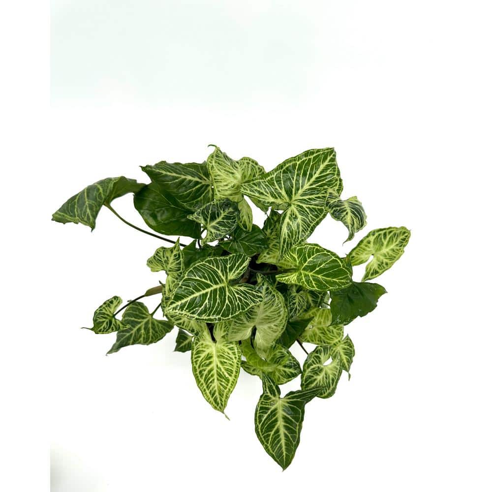 HAMPSHIRE FARMS 6 in. Syngonium Batik Plant in Grower Pot 651840774776 -  The Home Depot