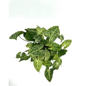 6 in. Syngonium Batik Plant in Grower Pot