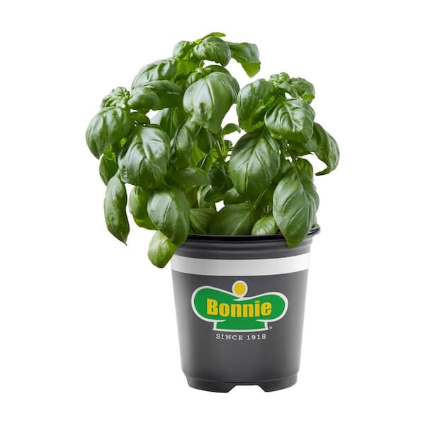 12 oz. Sweet Basil, Live Plant