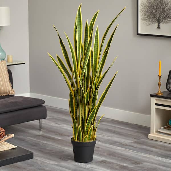 best type of pot for ponytail palm Ponytail Palm