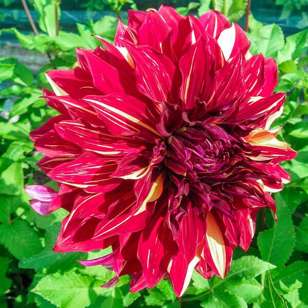 Breck's Red and Yellow Flowers Bohemian Spartacus Dinnerplate Dahlia Bulb (1-Pack)