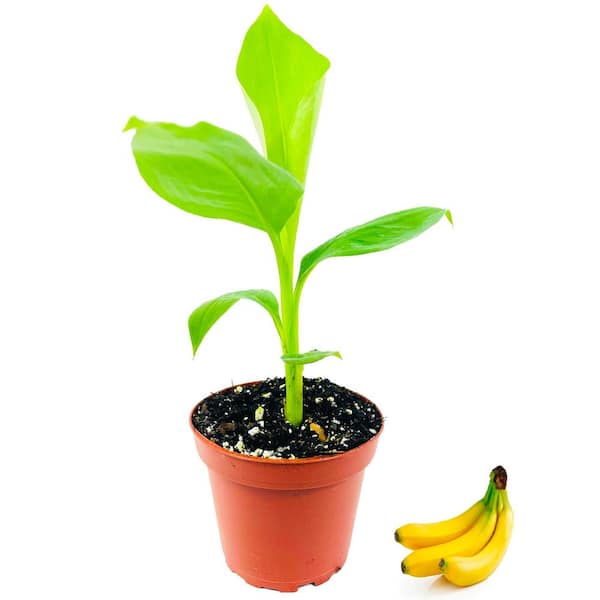 Wekiva Foliage Banana Tree - Live Plant in a 4 in. Growers Pot