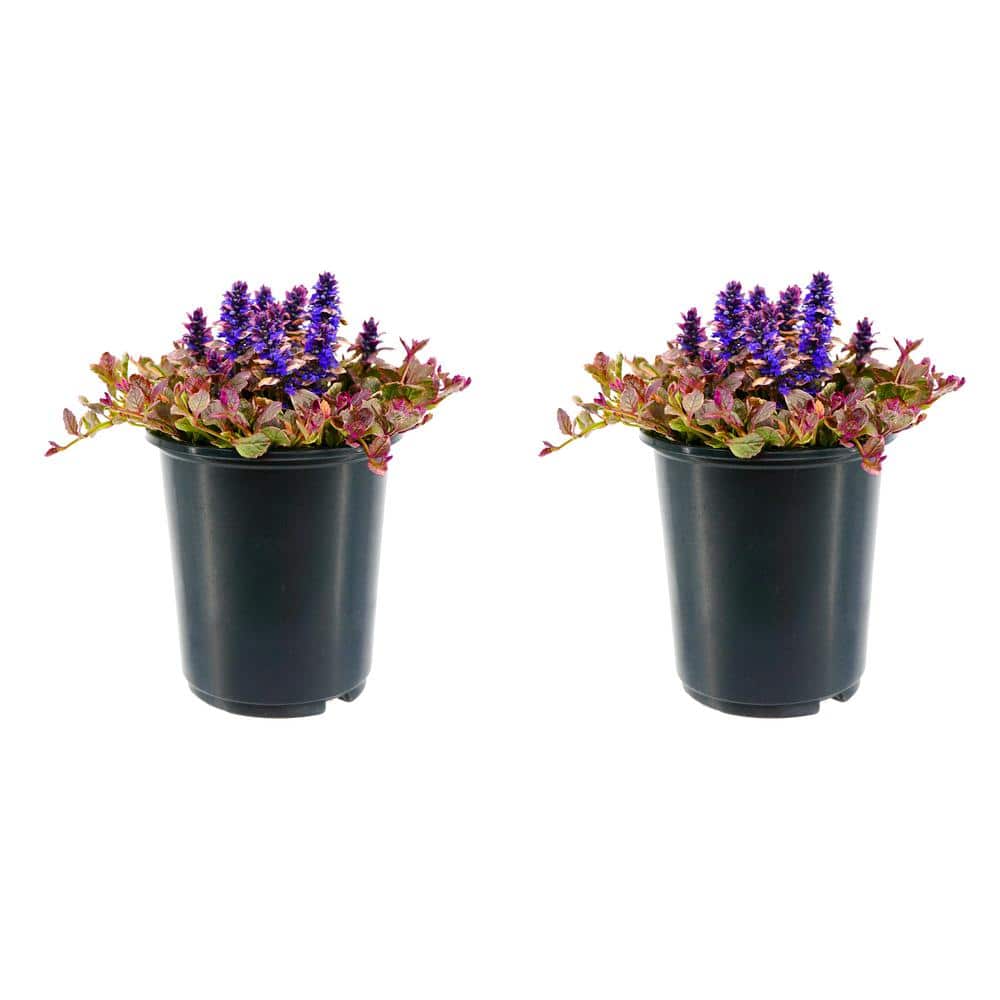 2.5 qt. Ajuga Perennial Plant with Purple Flowers-(2-Pack)