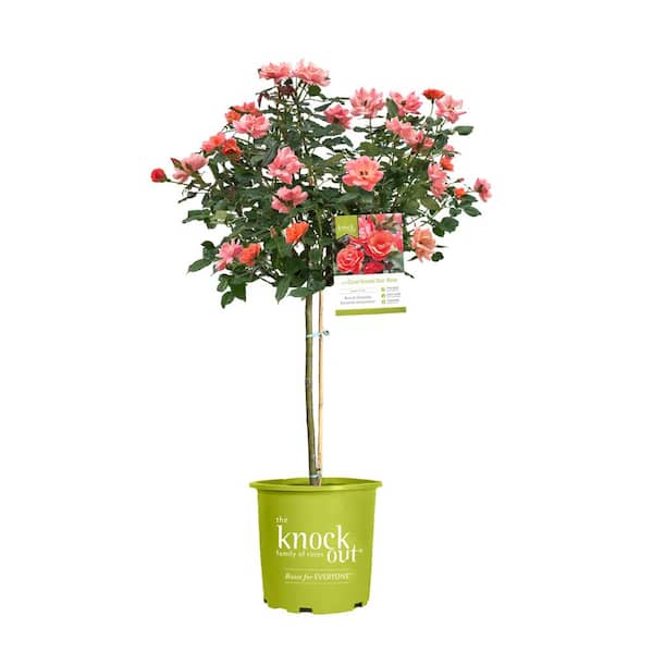 KNOCK OUT 3 Gal. Coral Knock Out Rose Tree with Brick Orange to Pink Flowers