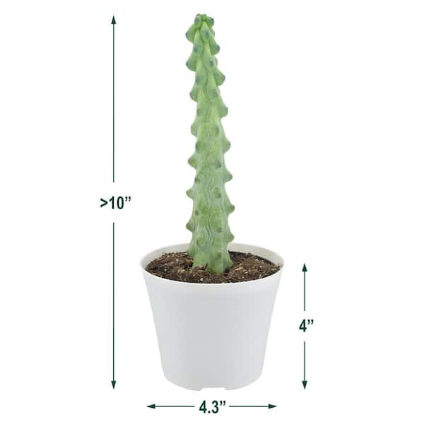 Cactus Travel Kit - 4 inch