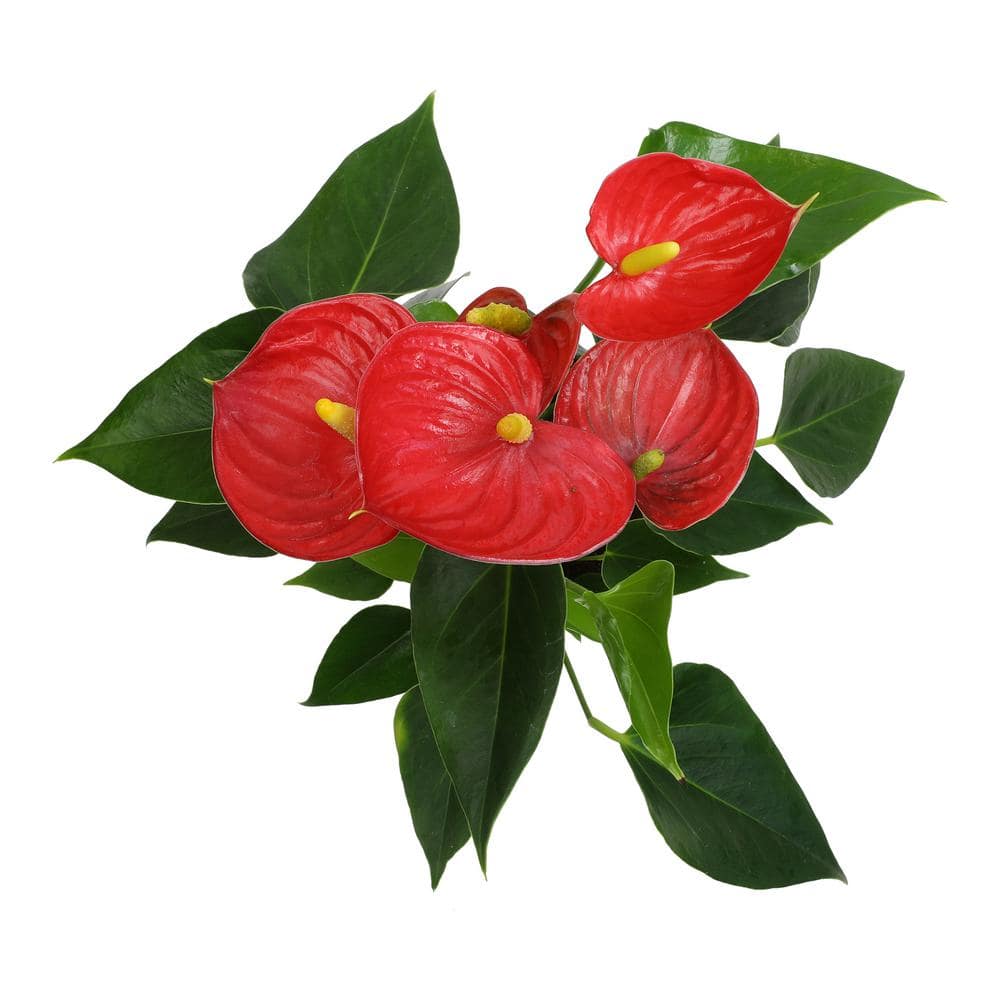 Large Red Anthurium in Black Grower Pot