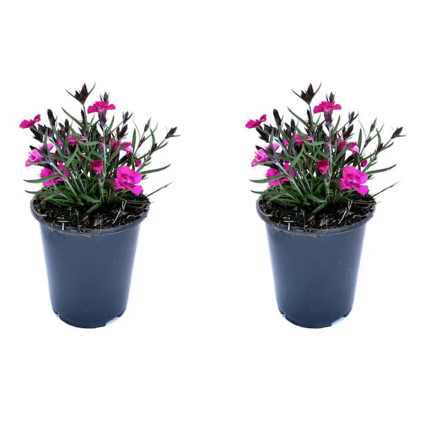 Unbranded. 2.5 QT Dianthus 'Everlast Neon Pink' Perennial Plant