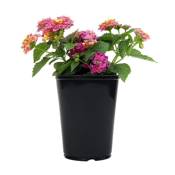 ALTMAN PLANTS 1.5 Gal. #2 Yellow and Pink Lantana Plant