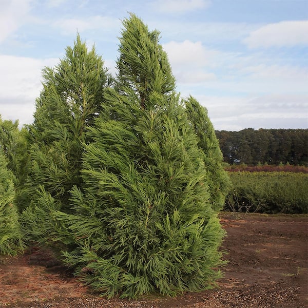 3 Gal. Yoshino Cryptomeria Evergreen Tree