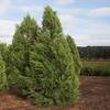 Unbranded Yoshino Cryptomeria Evergreen Tree CRYYOS07G