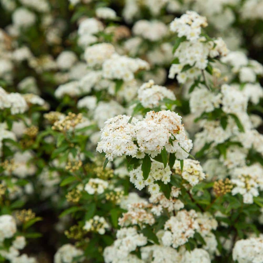2.5 Quart White Bridal Wreath Spirea Flowering Shrub