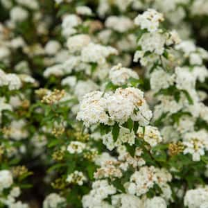 2.5 Qt. Bridal Wreath Spirea Reeves Plant with Showy Double White Blooms