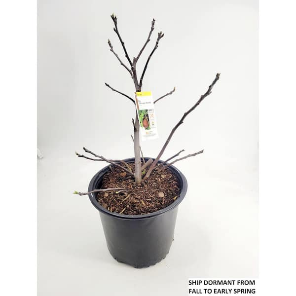 BELL NURSERY - 3 Gal. 'Chicago Hardy' Fig (Ficus Carica) Live Fruit-Bearing Tree Plant with Light Purple Fruit, Pink Centers (1-Pack)