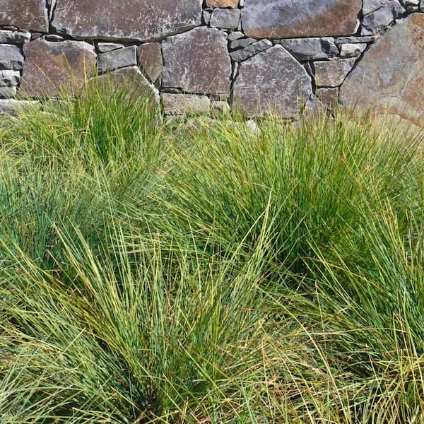 Alder & Oak #5 Container Dwarf Mat Rush Shrub (2-Pack)