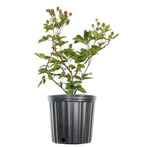 1 Gal. Ouachita Blackberry Plant in Grower's Pot, Large Berries during Summer