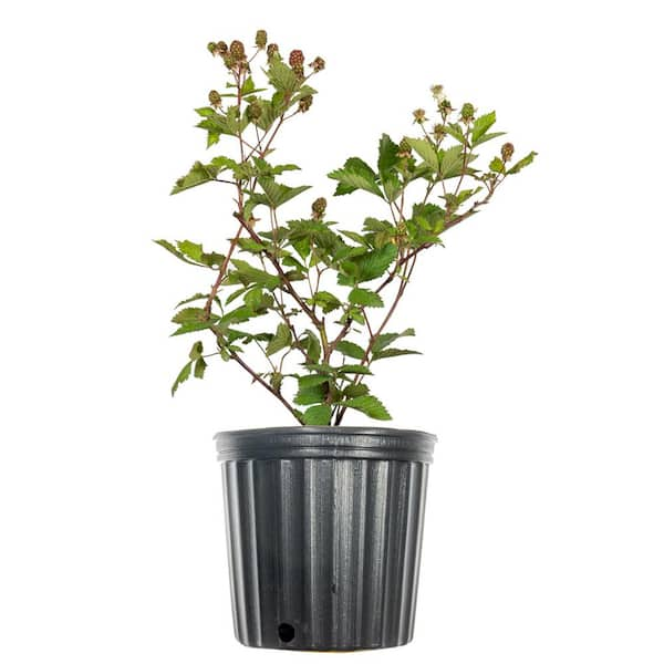 Perfect Plants 1 Gal. Ouachita Blackberry Plant in Grower's Pot, Large Berries during Summer