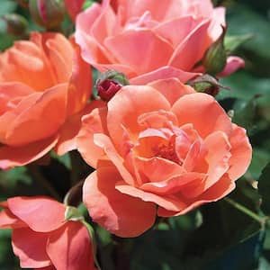 3 Gal. The Coral Rose Bush with Brick Orange to Pink Flowers