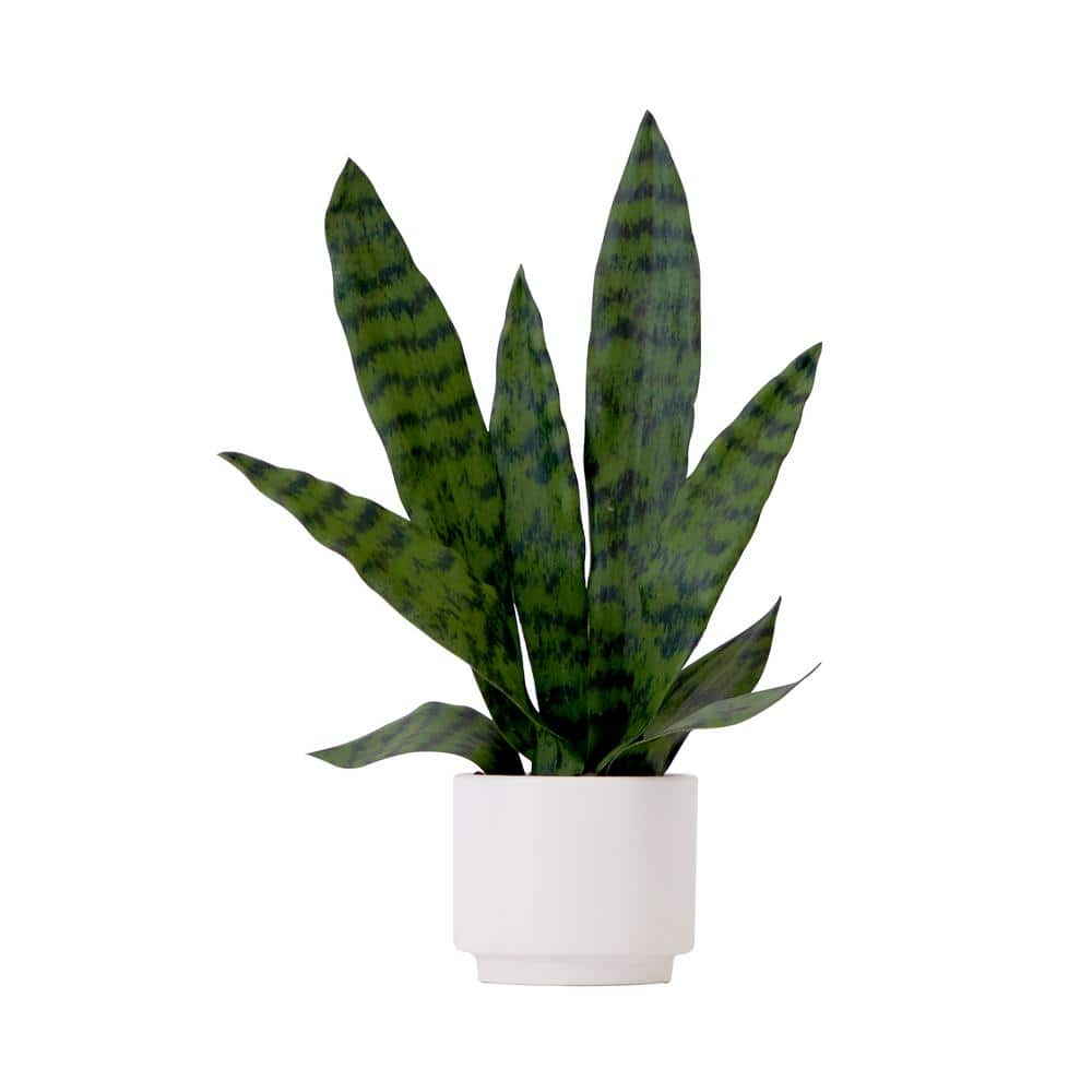 Modern Green Plastic Snake Plant in White Pot