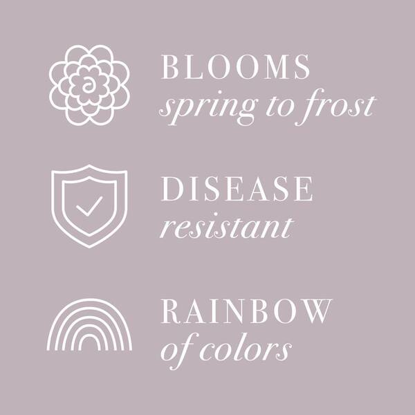 3 Gal. Coral Drift Rose Bush with Coral-Orange Flowers