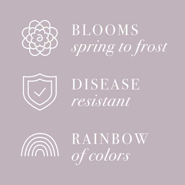 1 Gal. Red Drift Rose Bush with Red Flowers (2-Pack)