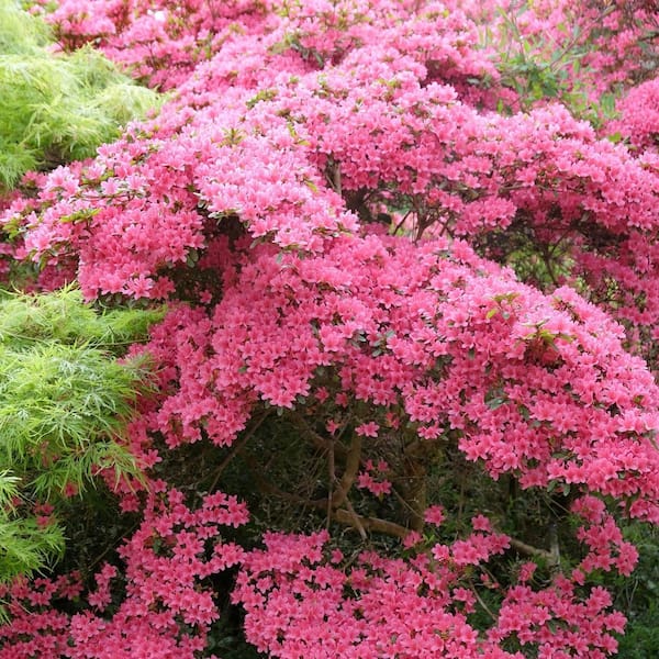 2.5 Quart Azalea 'Pride of Mobile' Flowering Shrub with Pink