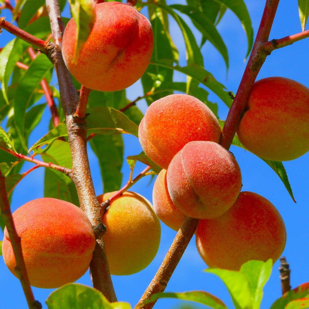 Alder & Oak #5 container Pix Zee Mini Deciduous Peach Tree