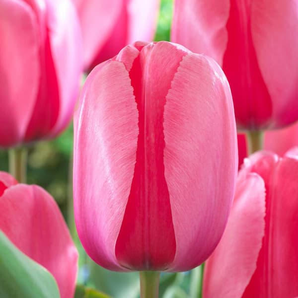 Garden State Bulb 12/ Plus  cm, Darwin Hybrid Pink Impression Tulip Bulbs (Bag of 30)