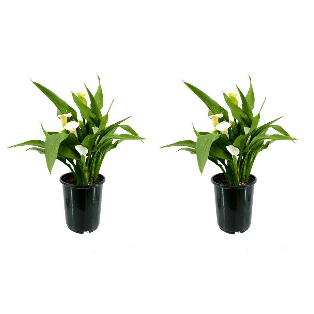 2.5 Qt. Perennial Calla Lily White (2-Pack)