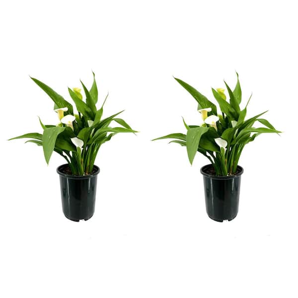 Unbranded 2.5 Qt. Perennial Calla Lily White (2-Pack)