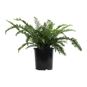 1G Western Queen Fern (Nephrolepis Cordifolia) Live House Plant in Nursery Pot