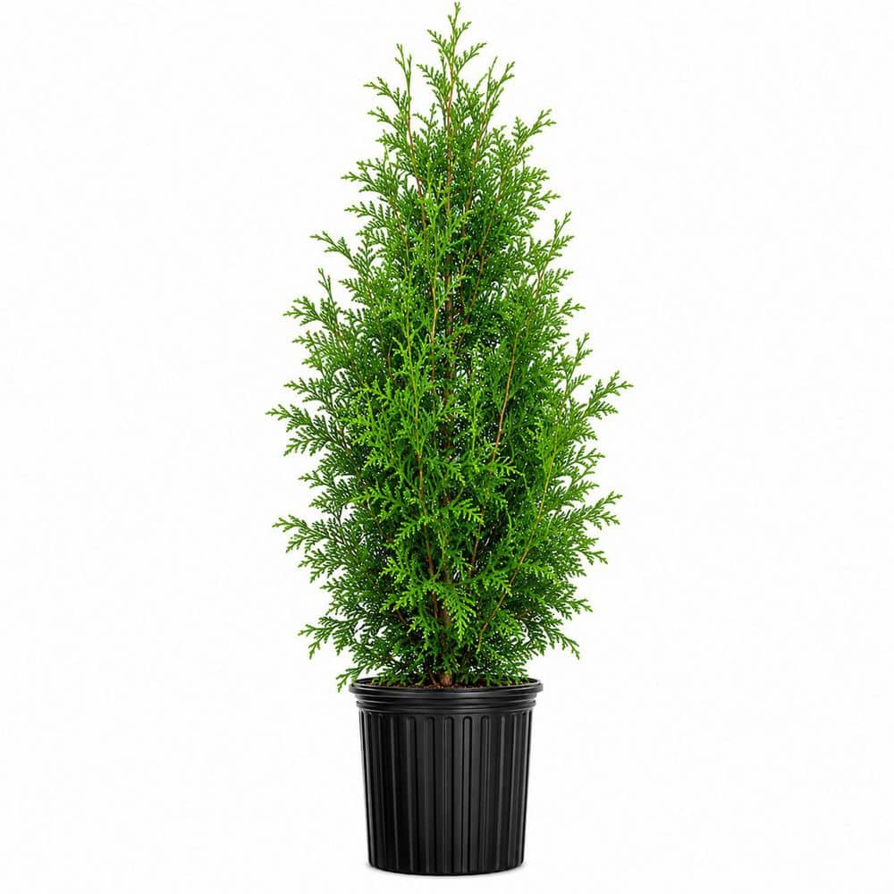 flowerwood-ornamental-trees-