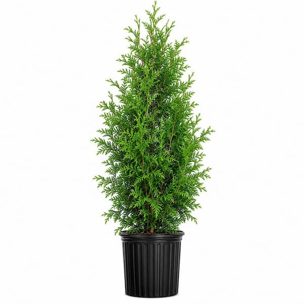 2.5 Gal. Green Giant Arborvitae (Thuja Plicata) Fast-Growing Evergreen Tree for Privacy - Western Red Cedar