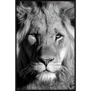 "Lion Portrait" by Marmont Hill Floater Framed Canvas Animal Art Print 45 in. x 30 in.