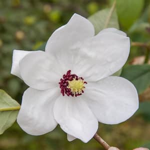 2.25 Gal. Pot Dr Merrill Magnolia Spring Flowering Ornamental Tree Grown (1-Pack)
