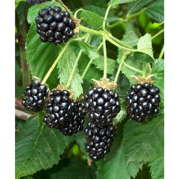 Black Magic Blackberry Plants for Sale