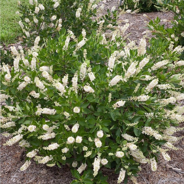 PROVEN WINNERS 4.5 in. Qt. Vanilla Spice Summersweet (Clethra Alnifolia) Flowering Shrub With White Flowers
