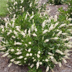 4.5 in. Qt. Vanilla Spice Summersweet (Clethra Alnifolia) Flowering Shrub With White Flowers