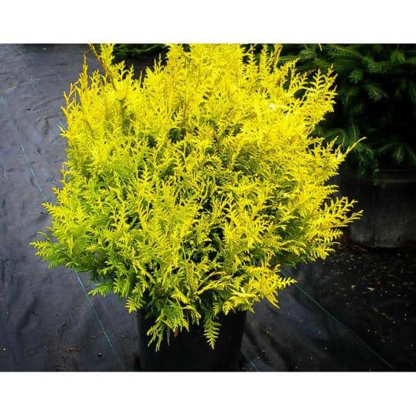 Online Orchards 1 Gal. Goldflame Spirea Shrub Neon Yellow Foliage Clashes  Beautifully Against Bright Red Flowers SBSP001 - The Home Depot