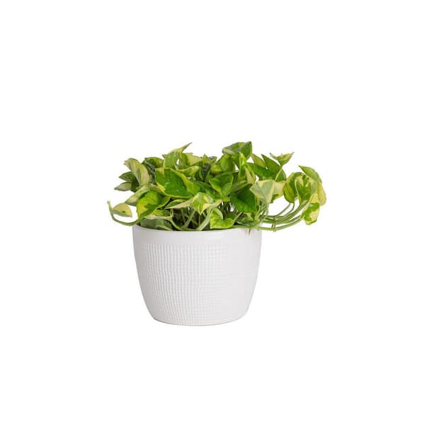6 in. Epipremnum Lemon Trending Tropical Plant in Deco Pot
