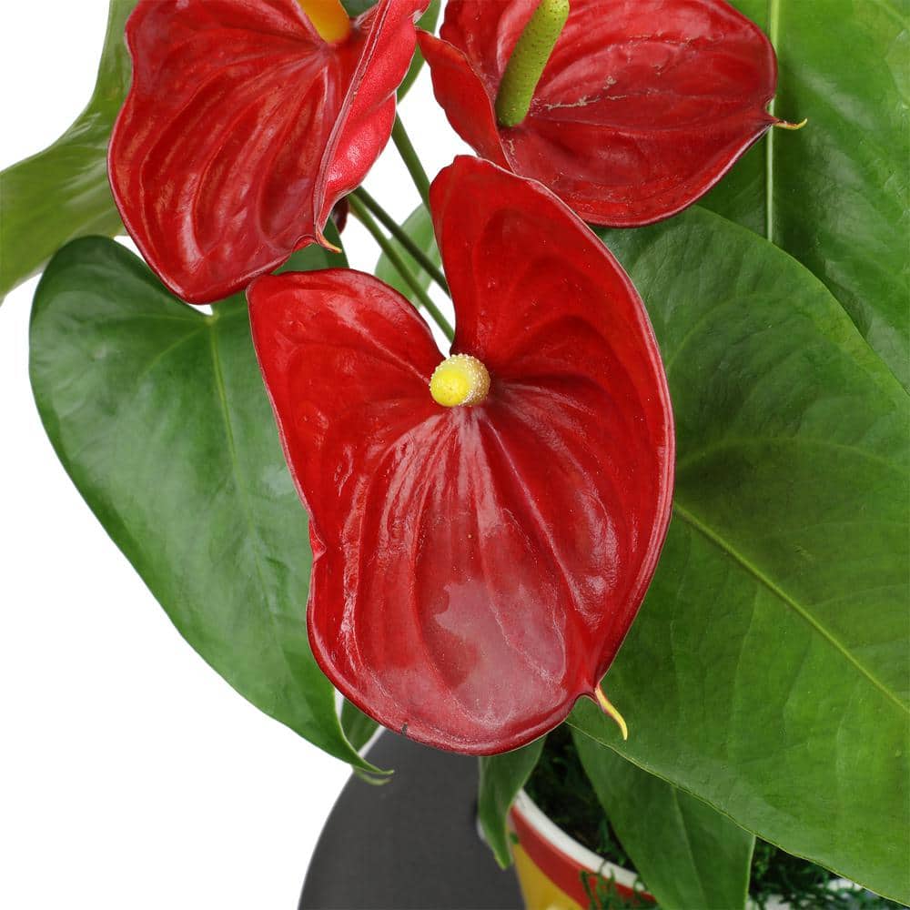 Large Red Anthurium in Black Grower Pot