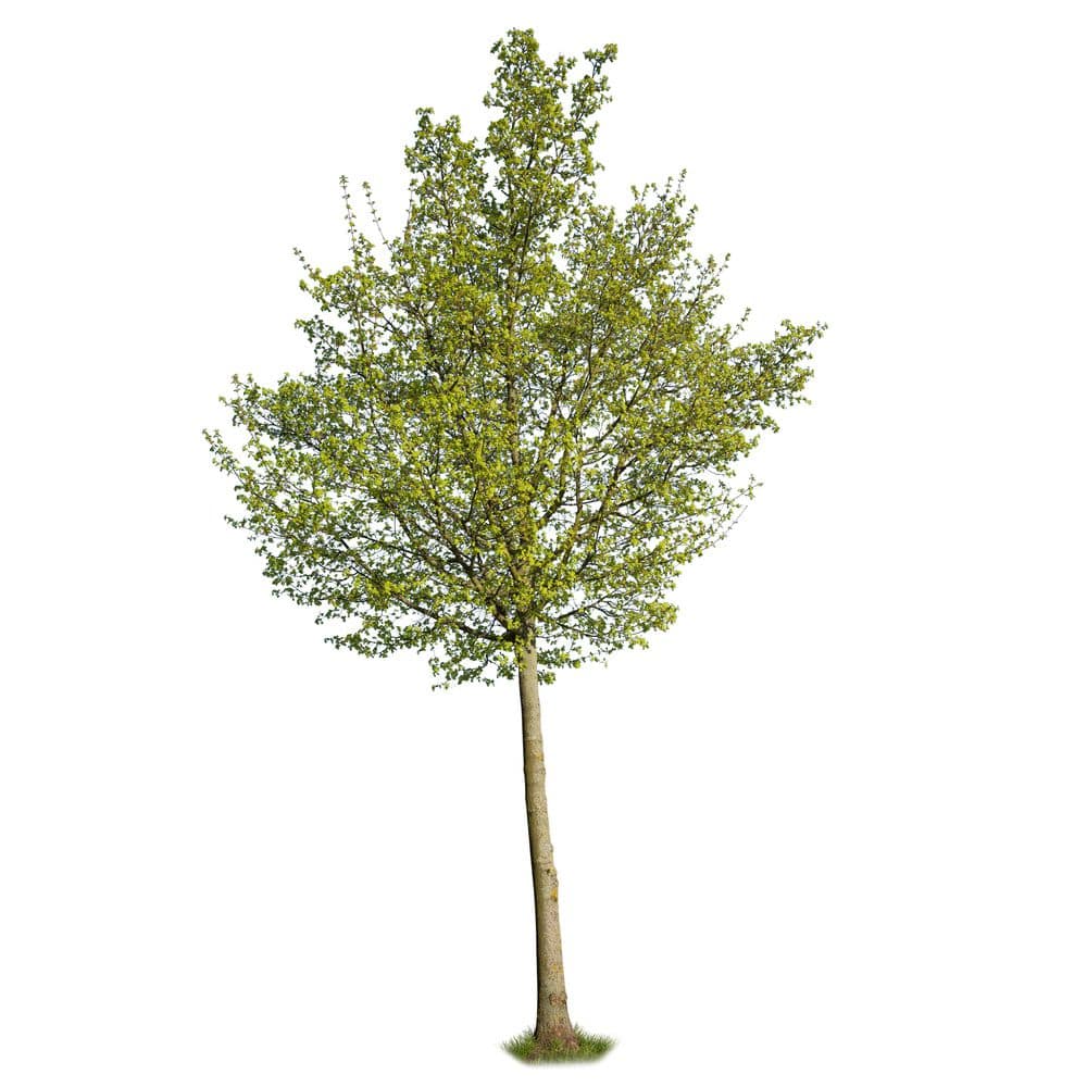Online Orchards Cottonwood Tree (3 ft. and 2 Years Old) SHCO001 - The ...
